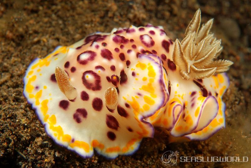 アデヤカイロウミウシ属の一種 12 Goniobranchus sp.12