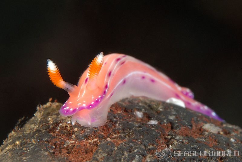 ニヨリセンテンイロウミウシ Hypselodoris maculosa