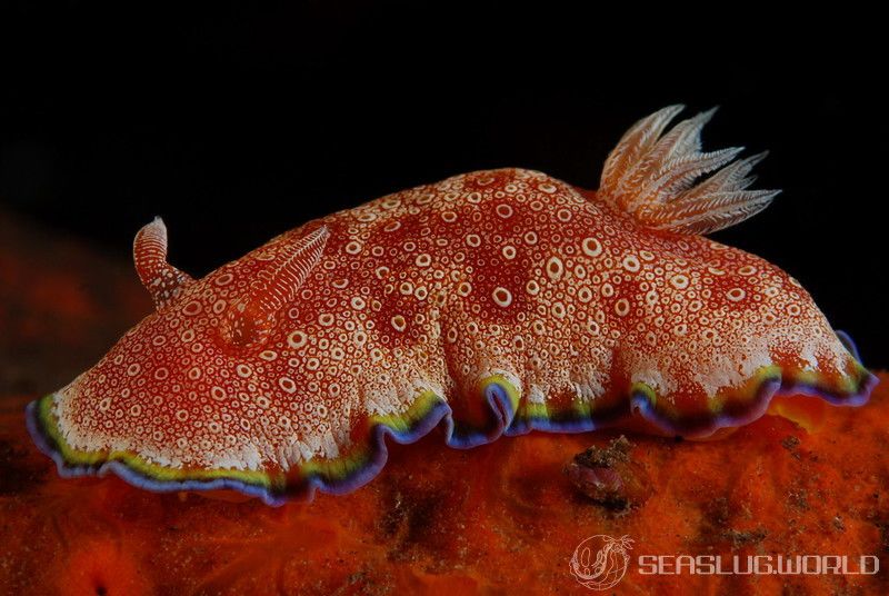 ホムライロウミウシ Goniobranchus albopunctatus | 世界のウミウシ ホムライロウミウシ Goniobranchus albopunctatus | 世界のウミウシ