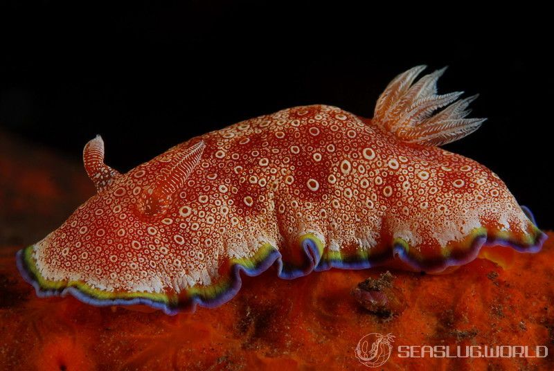 ホムライロウミウシ Goniobranchus albopunctatus