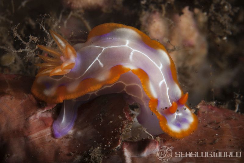 アミダイロウミウシ Hypselodoris iacula