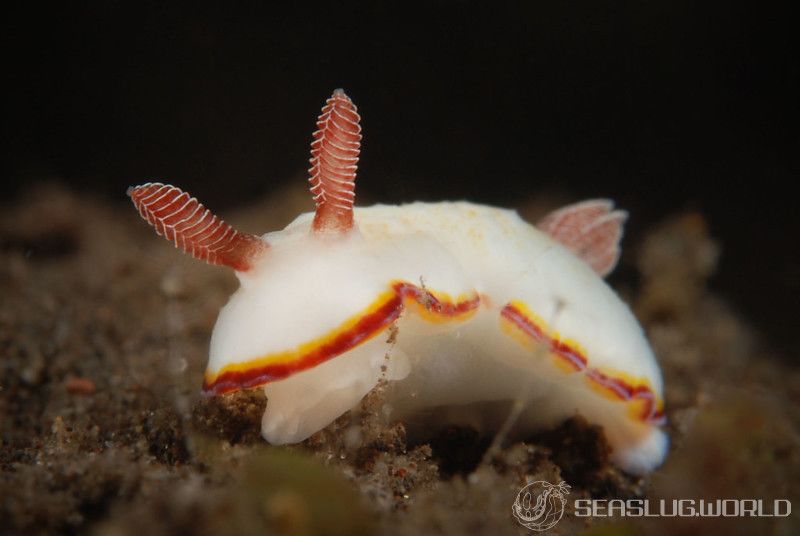 ミナミシラヒメウミウシ Goniobranchus verrieri