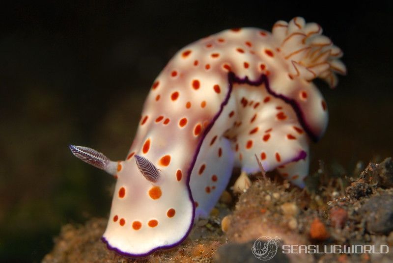 マダライロウミウシ Hypselodoris tryoni