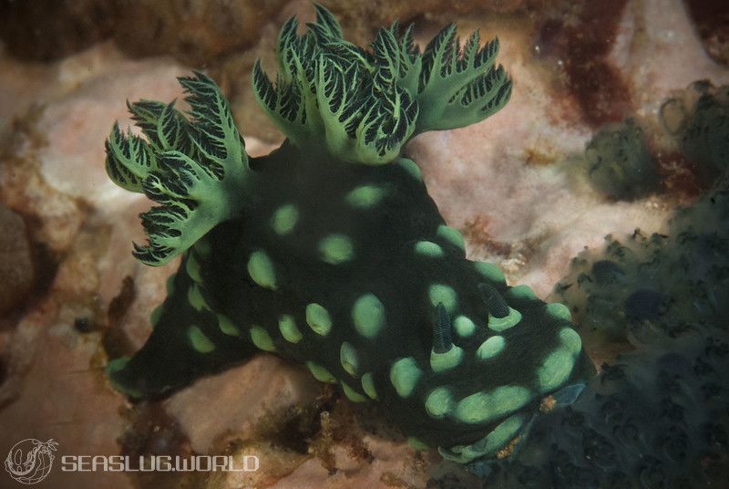 トサカリュウグウウミウシ Nembrotha cristata