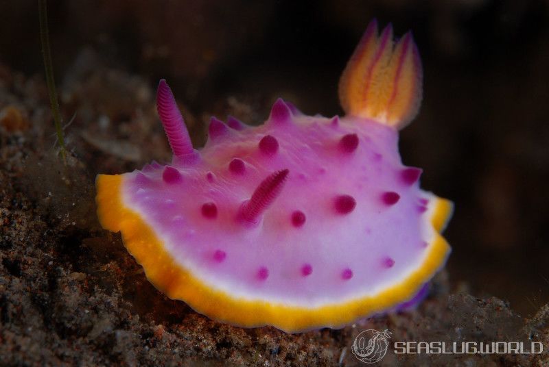 クリヤイロウミウシ Mexichromis mariei