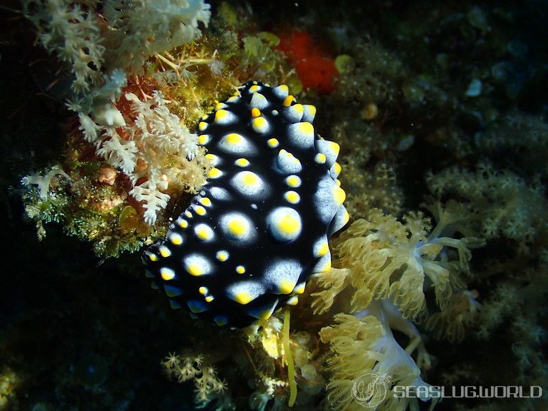 ヨゾライボウミウシ Phyllidia carlsonhoffi