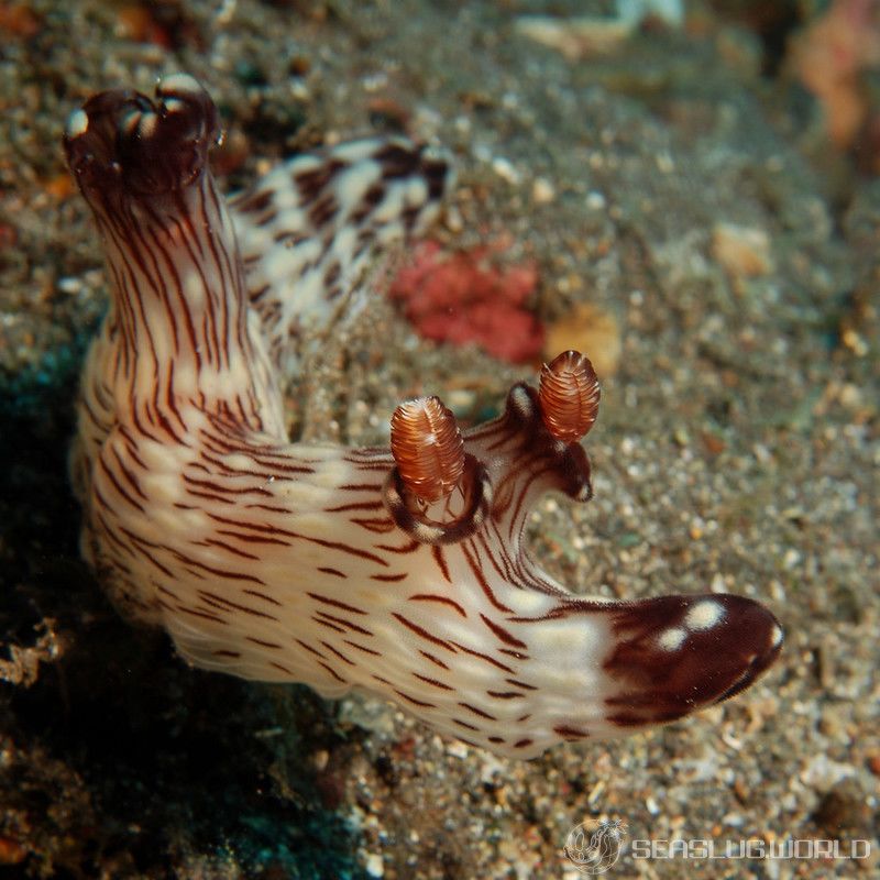 ブッシュドノエルウミウシ Jorunna rubescens