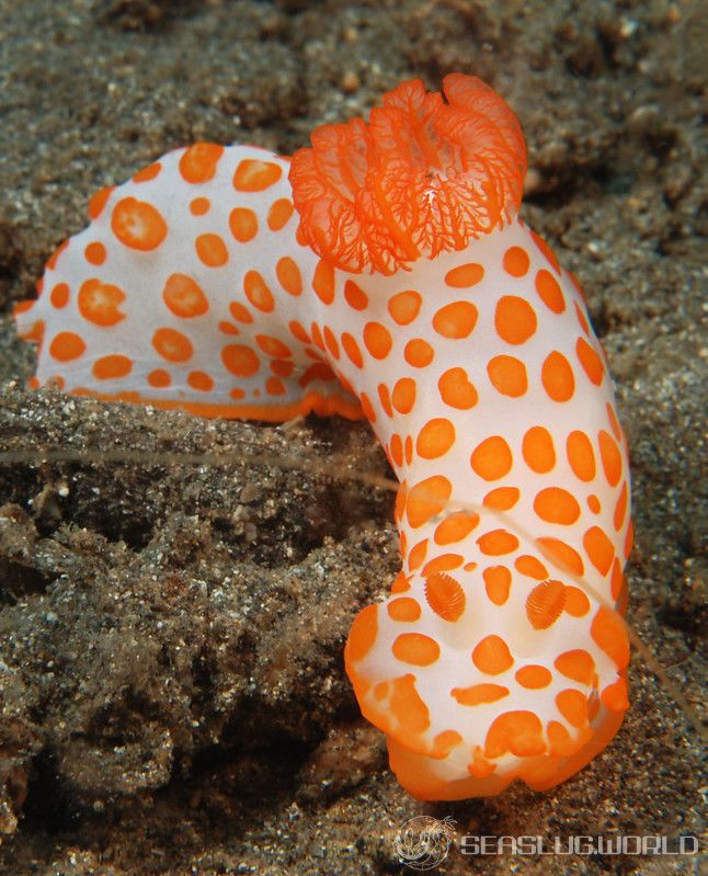 キイボキヌハダウミウシ Gymnodoris impudica