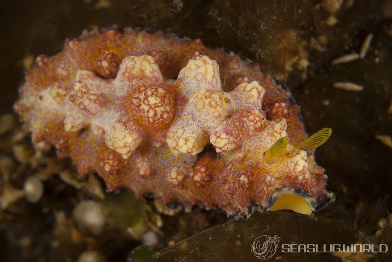 アデヤカイボウミウシ Phyllidiopsis cardinalis