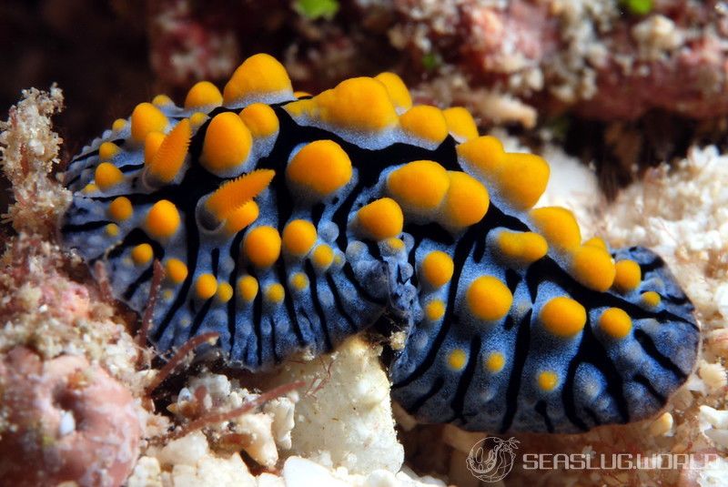 フィリディア・マリンディカ Phyllidia marindica