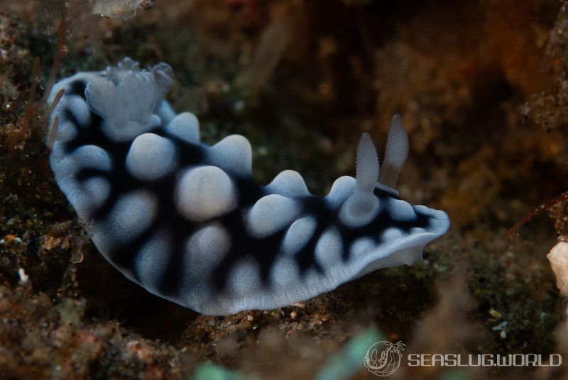 コウシンウミウシ Dendrodoris carbunculosa