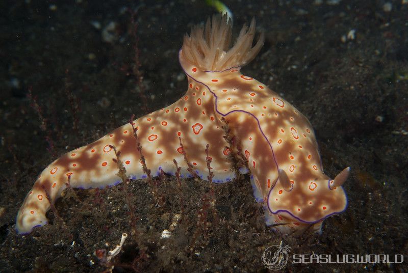 ニシキウミウシ Ceratosoma trilobatum