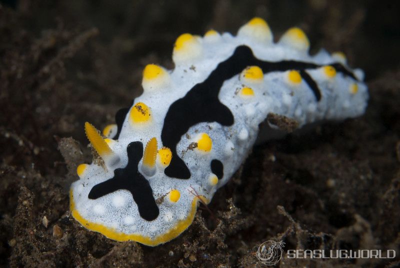 ボンジイボウミウシ Phyllidia exquisita