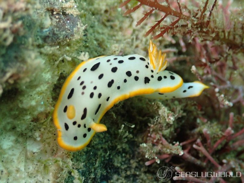 シロウミウシ Chromodoris orientalis