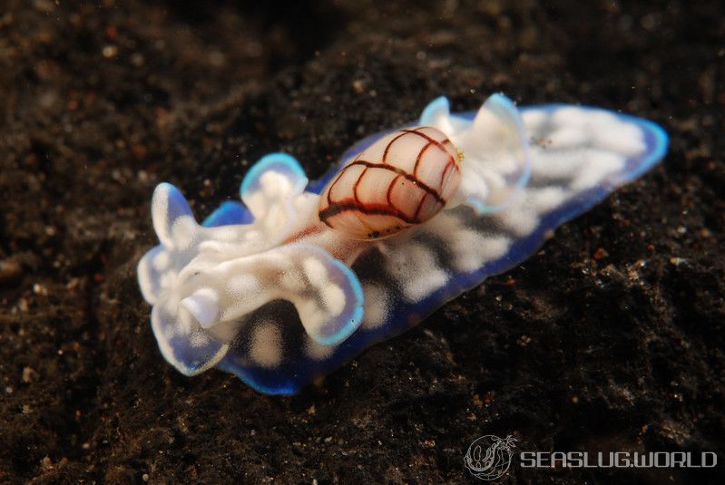 Micromelo guamensis (Quoy and Gaimard, 1825) | SEASLUG.WORLD Micromelo guamensis (Quoy and Gaimard, 1825) | SEASLUG.WORLD