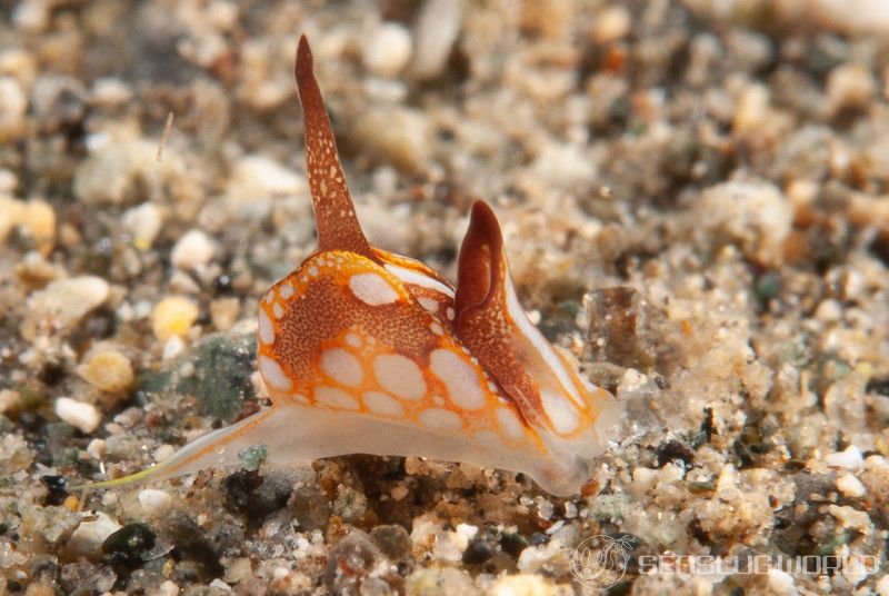 カワイイウミコチョウ Siphopteron Nakakatuwa 世界のウミウシ