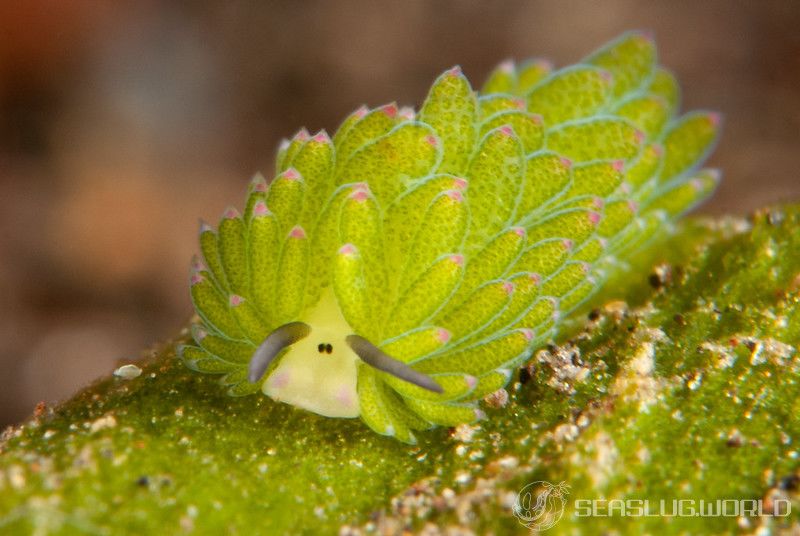 ホホベニモウミウシ Costasiella sp. 3