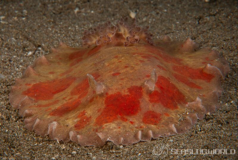 ホンカワウミウシ Platydoris cinereobranchiata