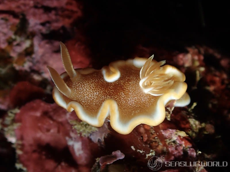 キャラメルウミウシ Glossodoris rufomarginata