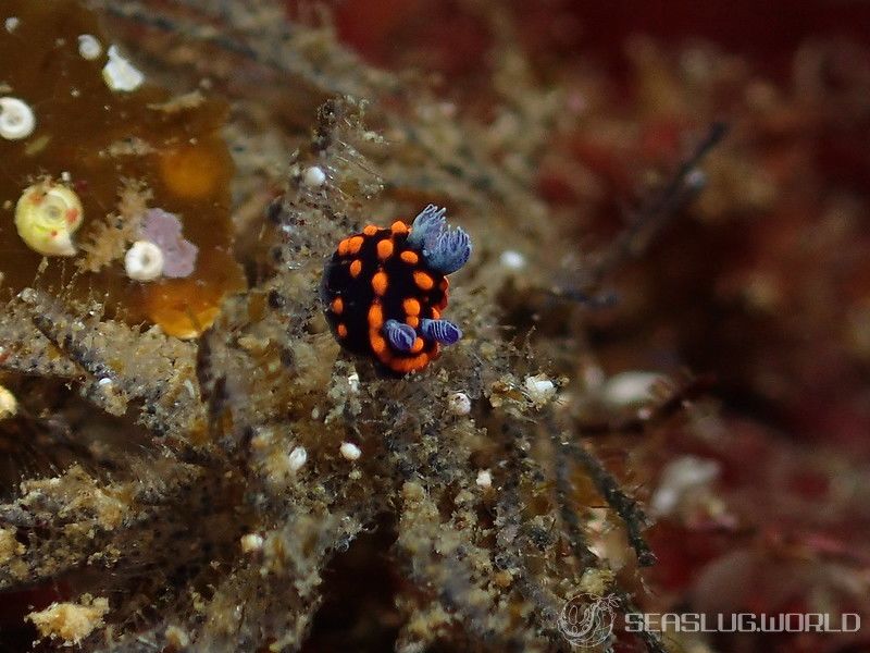 クロスジリュウグウウミウシ属の一種 3 Nembrotha sp. 3