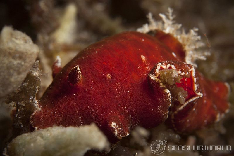 スオウウミウシ Platydoris sanguinea