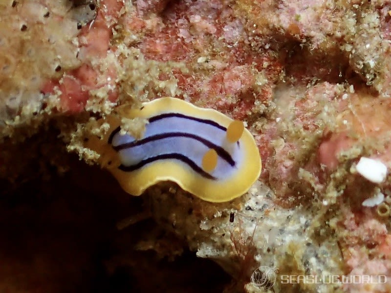 コールマンウミウシ Chromodoris colemani