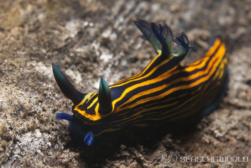 イシガキリュウグウウミウシ Tyrannodoris luteolineata