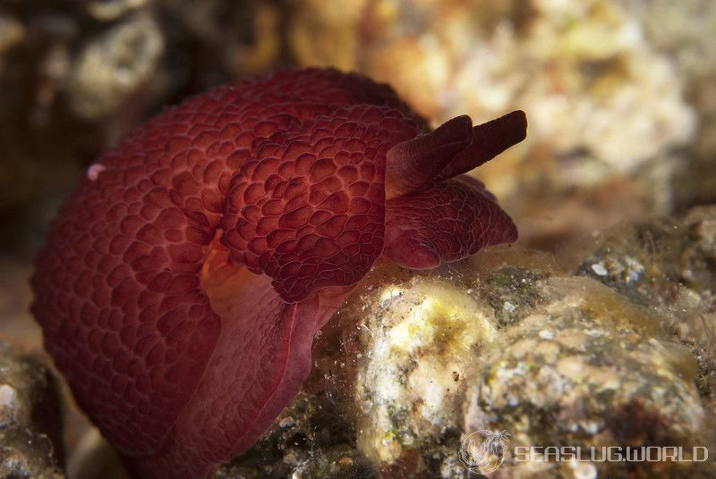 カメノコフシエラガイ Pleurobranchus peronii