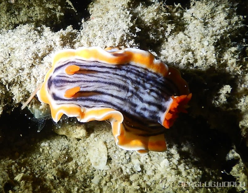 シライトウミウシ Chromodoris magnifica