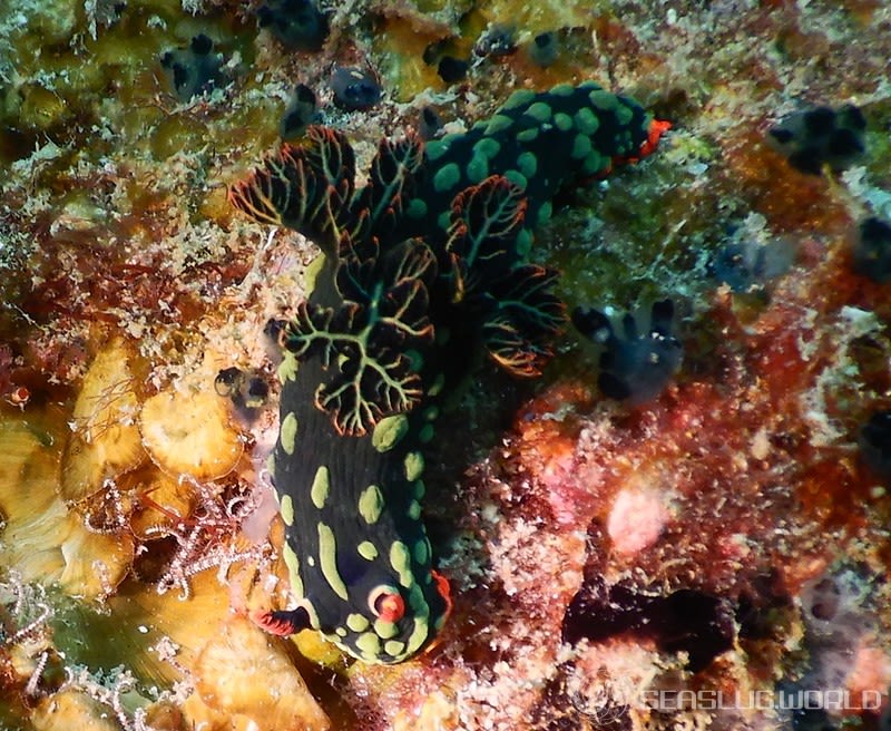 アカフチリュウグウウミウシ Nembrotha kubaryana