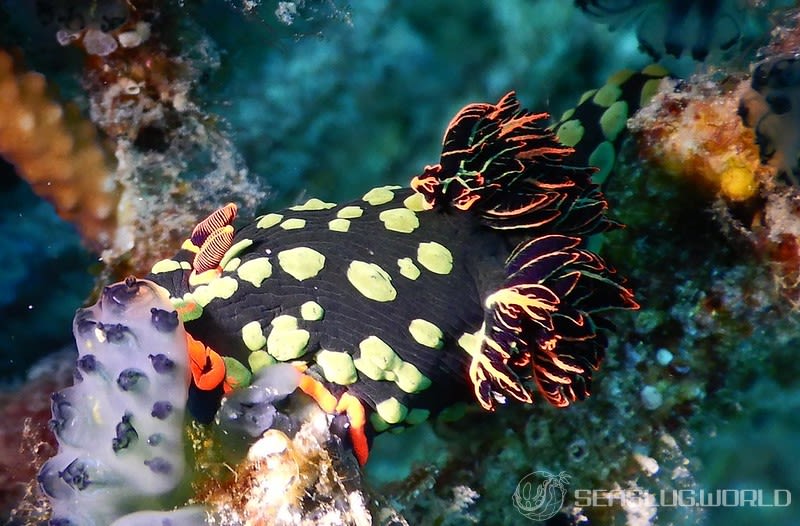 アカフチリュウグウウミウシ Nembrotha kubaryana