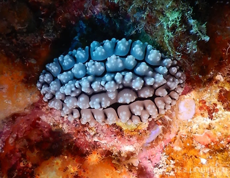 アミメイボウミウシ Phyllidiopsis krempfi