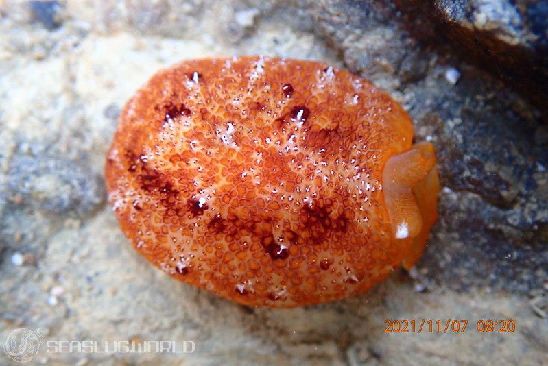 ナイワンフシエラガイ Pleurobranchus albiguttatus