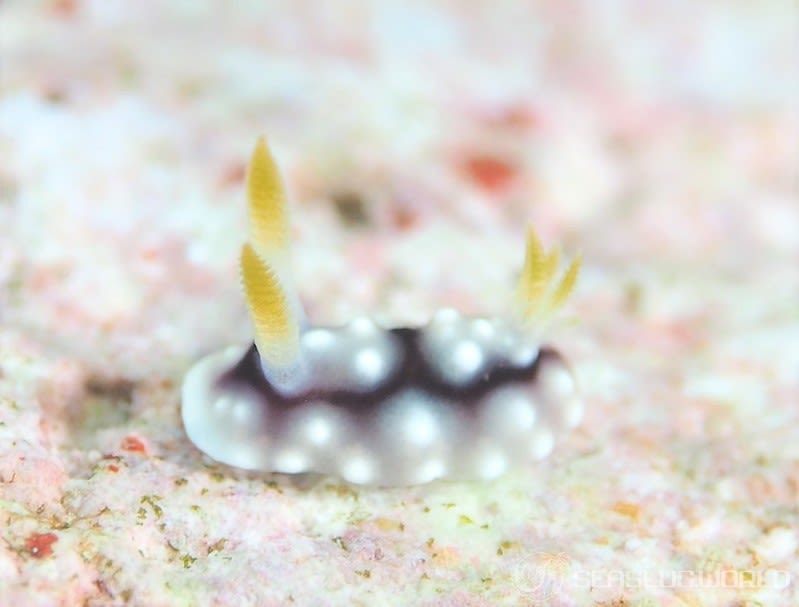 キカモヨウウミウシ Goniobranchus geometricus