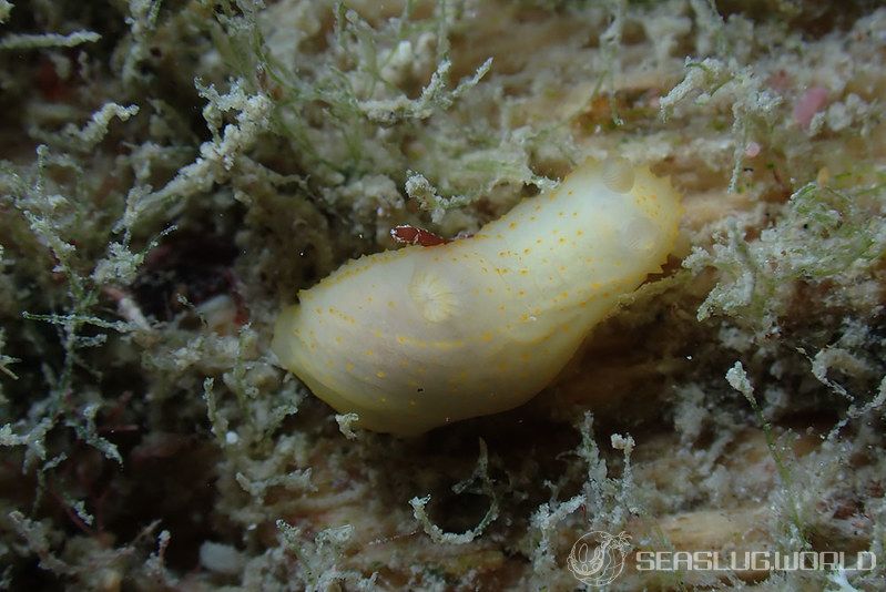 キヌハダモドキ Gymnodoris citrina