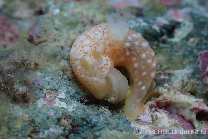 オキナワキヌハダウミウシ Gymnodoris okinawae