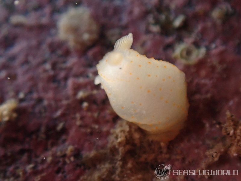 キヌハダモドキ Gymnodoris citrina