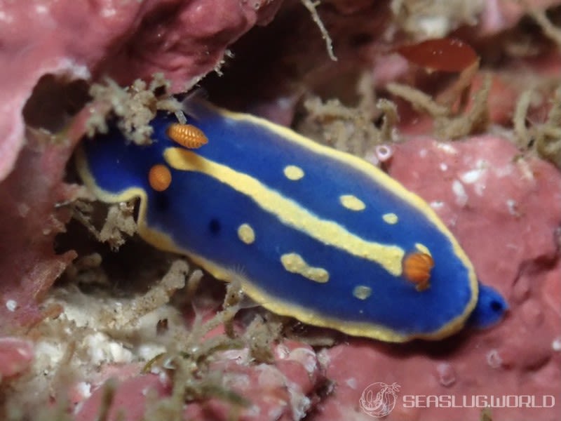 アオウミウシ Hypselodoris festiva