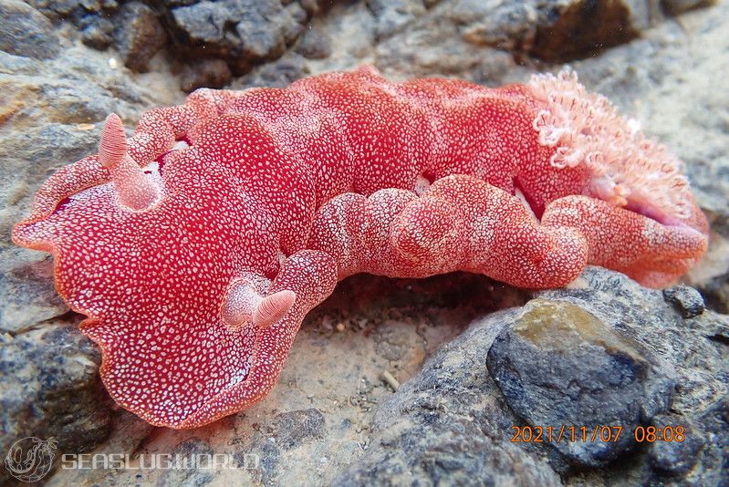 ミカドウミウシ Hexabranchus lacer