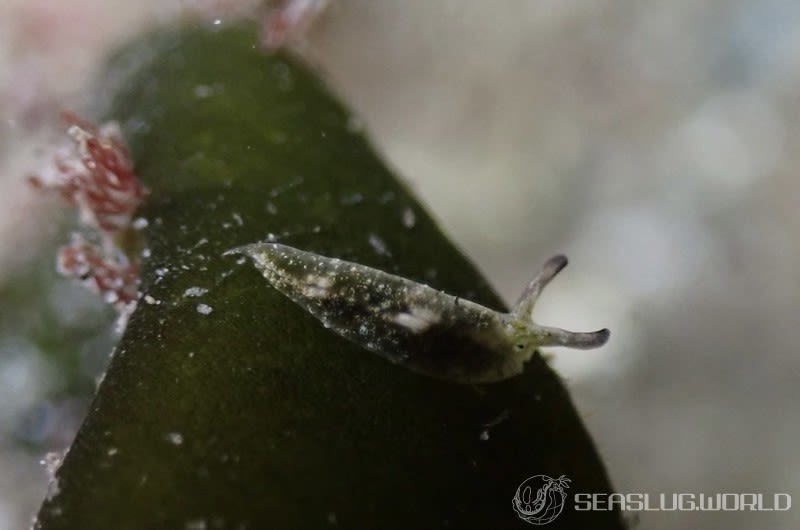 クロミドリガイ Elysia atroviridis