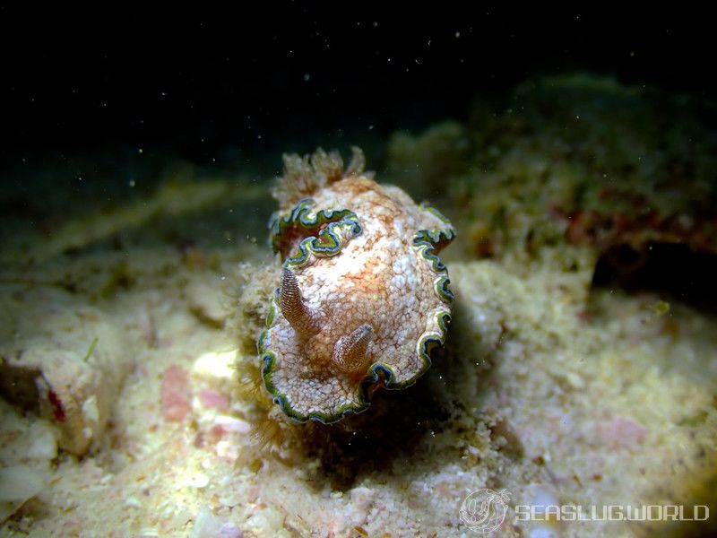 モンジャウミウシ Glossodoris cf. cincta