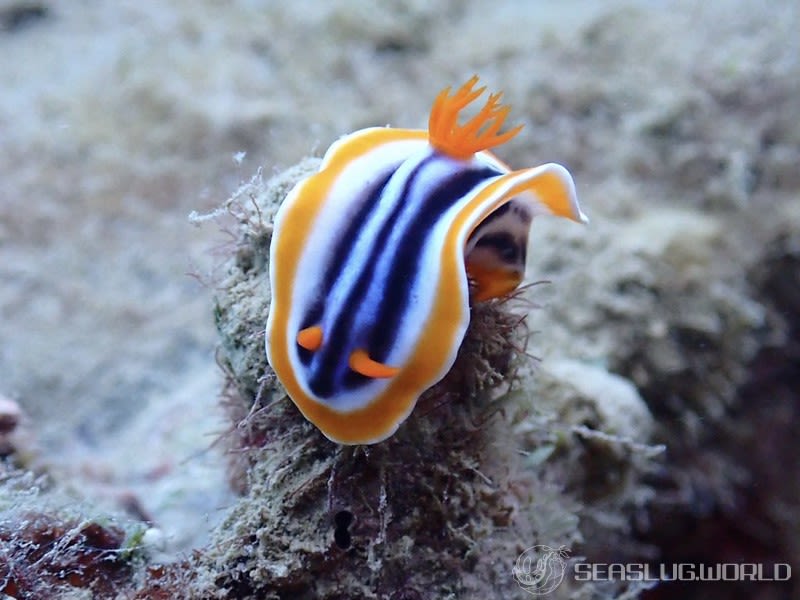 クロシオイロウミウシ Chromodoris sp. 3