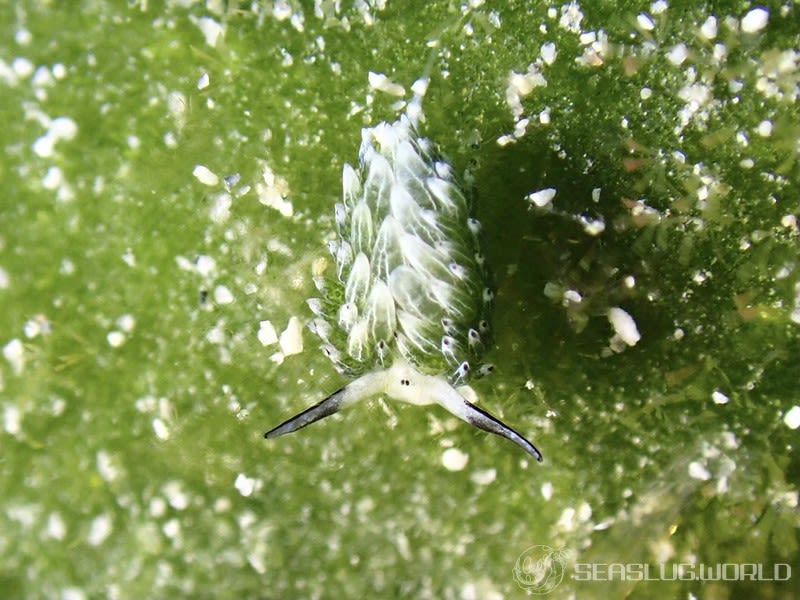 ウサギモウミウシ Costasiella usagi