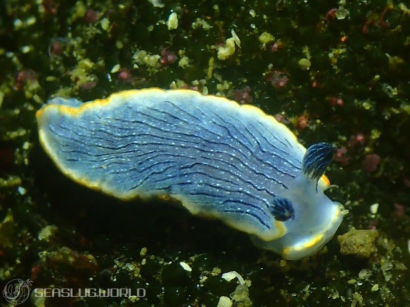 オセザキオトメウミウシ Dermatobranchus sp. 1