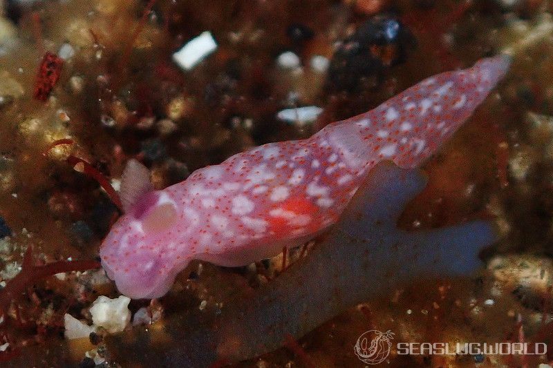 オキナワキヌハダウミウシ Gymnodoris okinawae