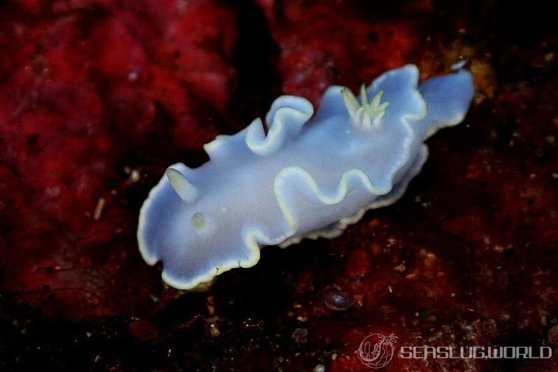 シロタエイロウミウシ Glossodoris buko