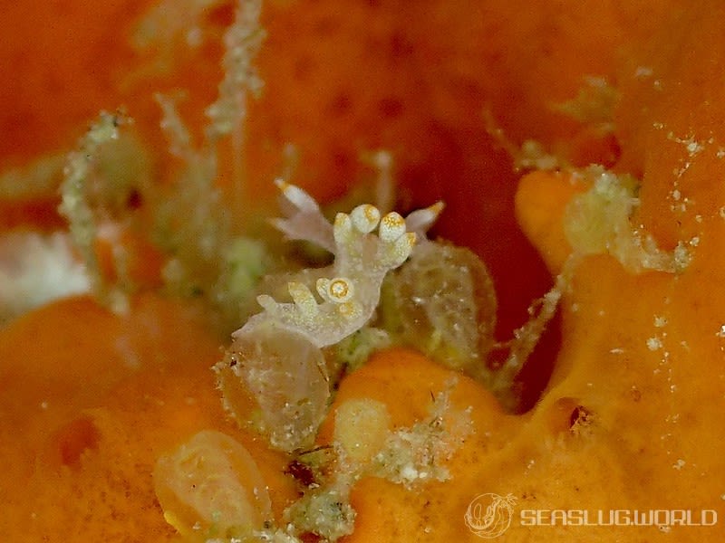 ユビウミウシ Bornella stellifer