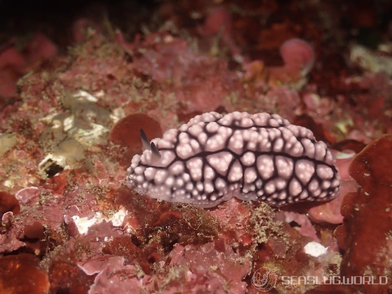 アミメイボウミウシ Phyllidiopsis krempfi