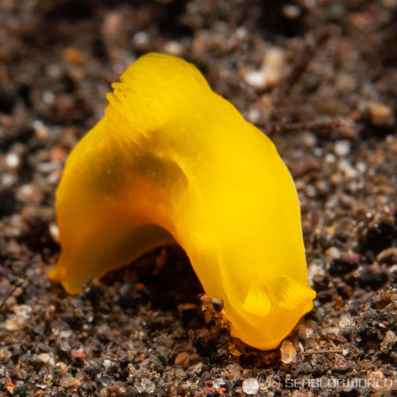 キヌハダウミウシ属の一種 33 Gymnodoris sp.33