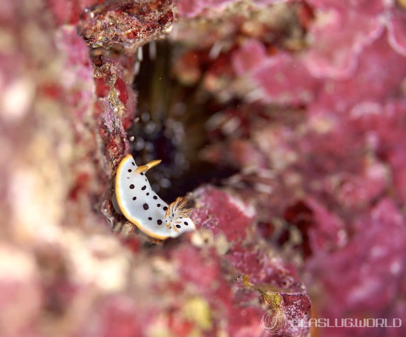 シロウミウシ Goniobranchus orientalis